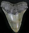 Megalodon Tooth - South Carolina #25657-1